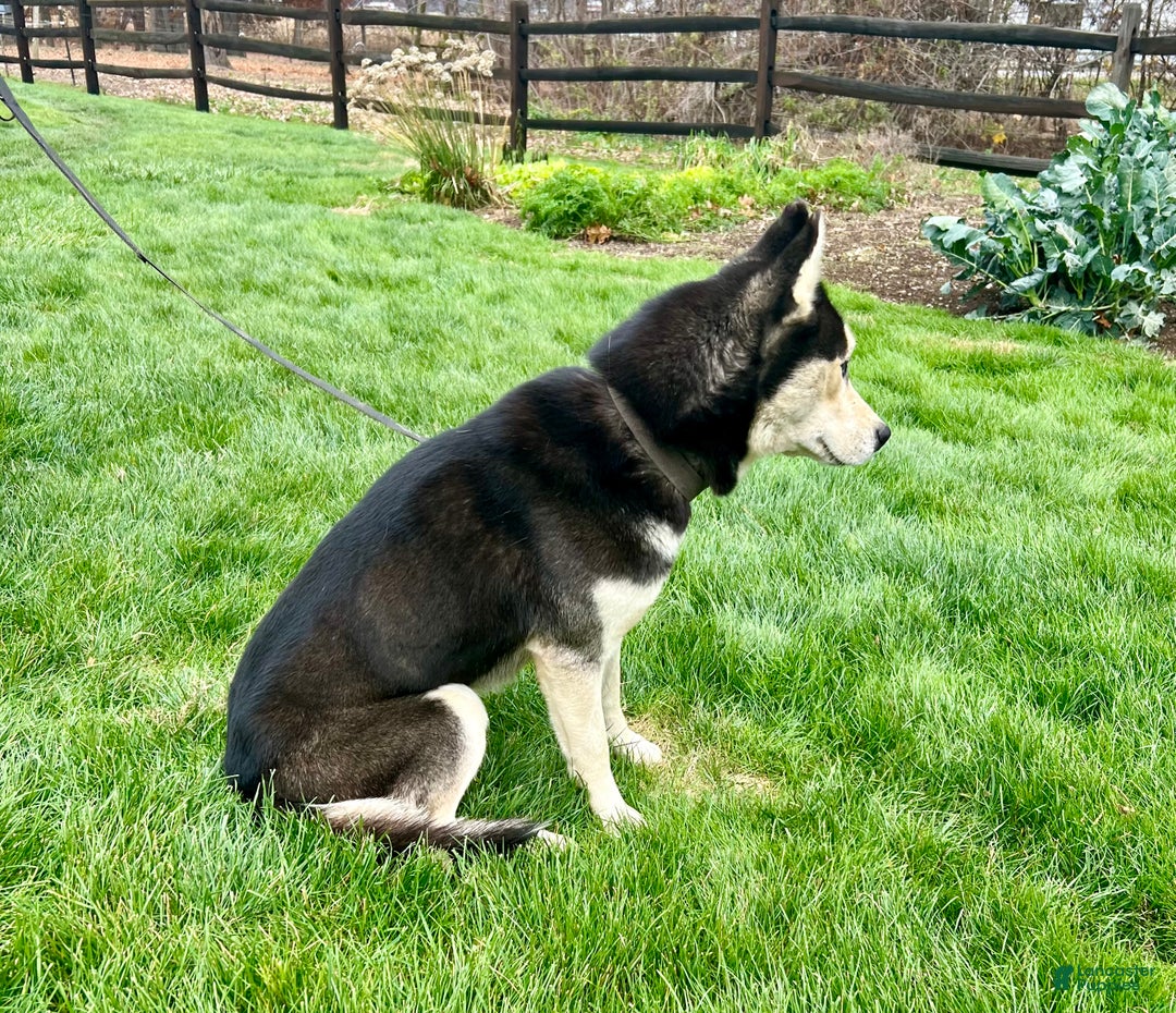 Siberian Husky dogs for sale: Midnight  - Ad 4