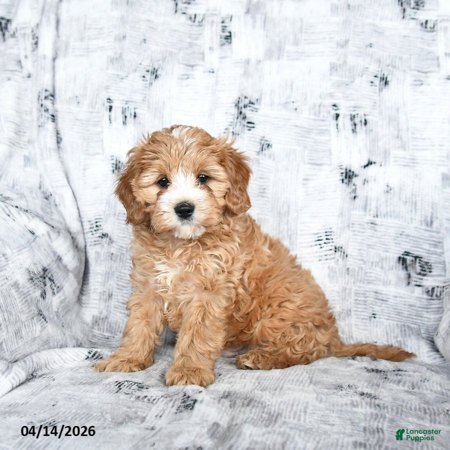 Cavapoo dogs Duke - Ad 1