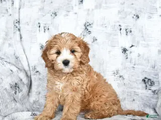 Cavapoo dogs for sale: Duke - Ad 3