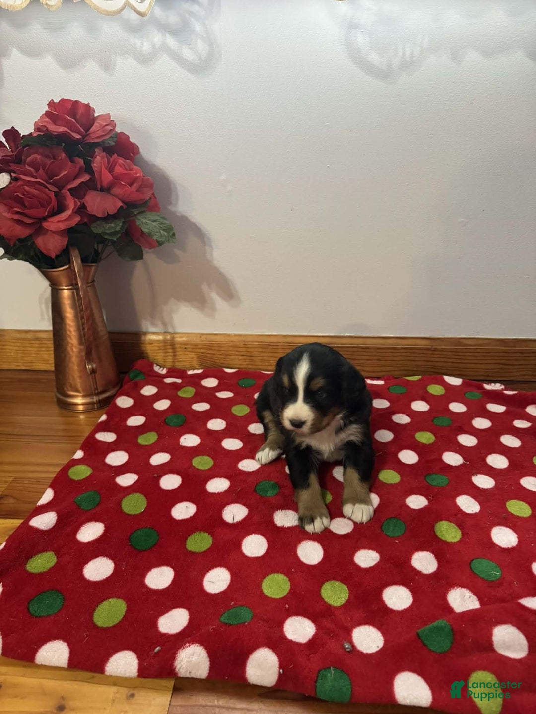 Bernese Mountain Dog dogs for sale: Hazel - Ad 3
