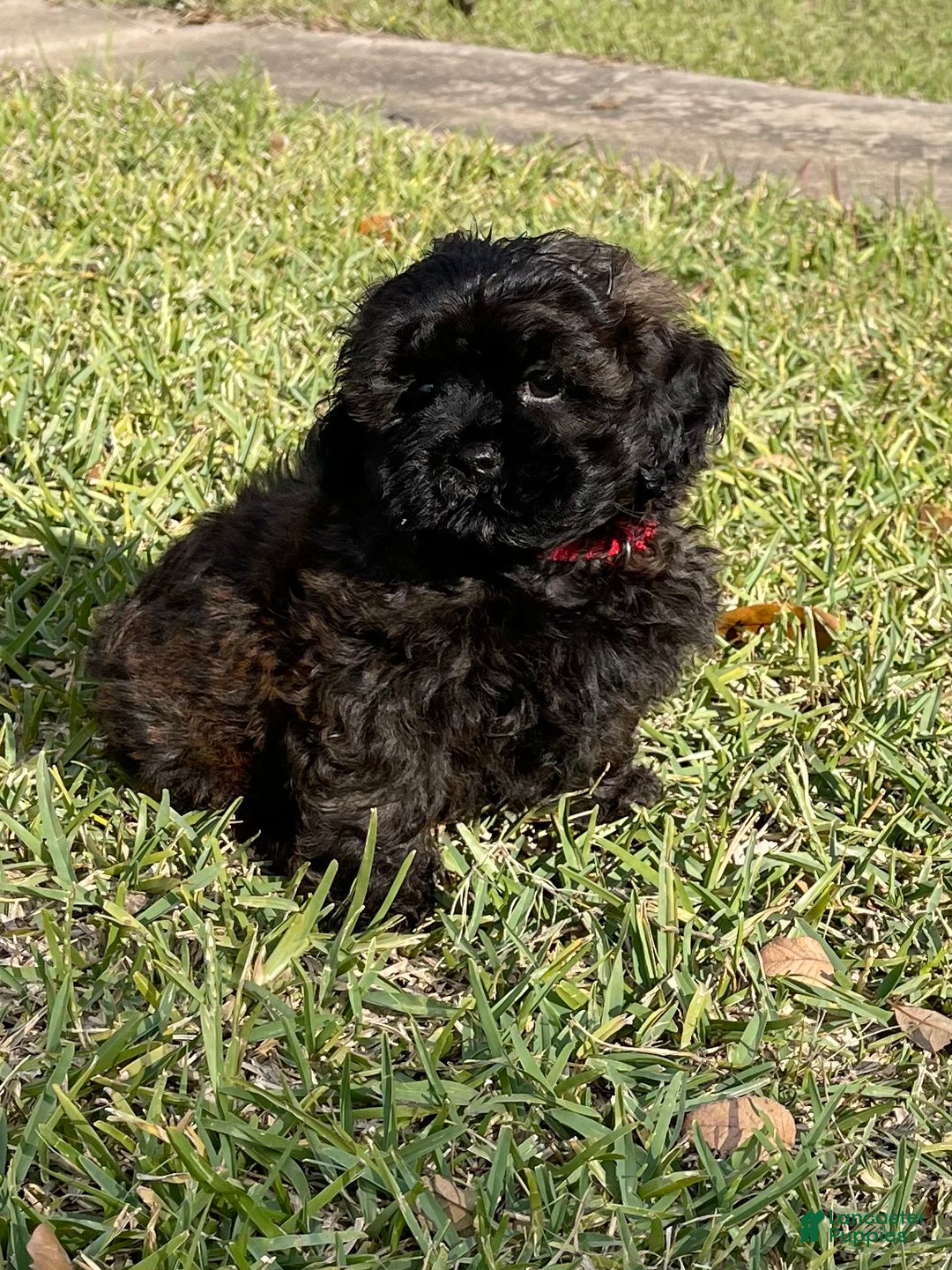 Shihpoo dogs for sale: Kami’s Boy 1 - Ad 1