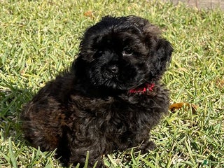 Shihpoo dogs Kami’s Boy 1 - Ad 2