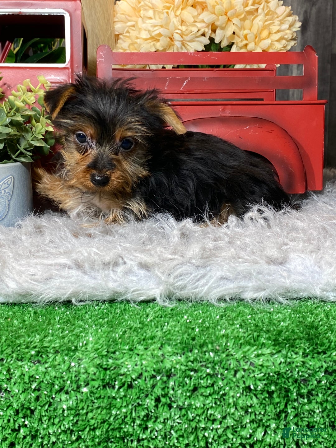 Yorkshire Terrier dogs for sale: Yarah - Ad 5