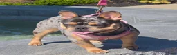 French Bulldog dogs for sale: Daphne - Ad 5