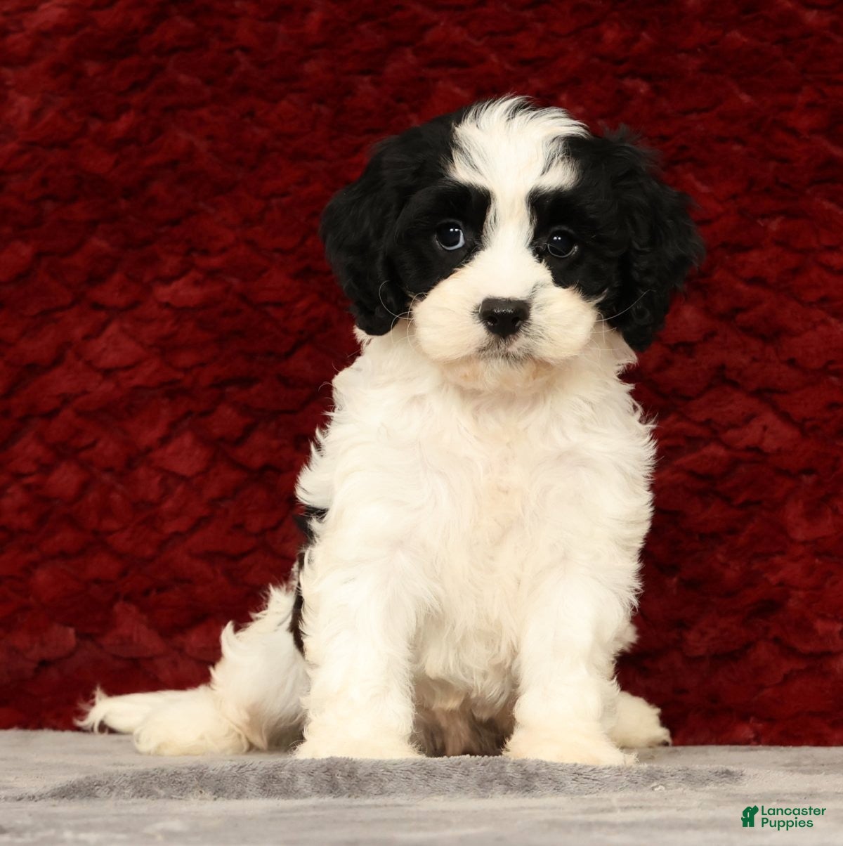 Cavapoo dogs Kimberly - Ad 2