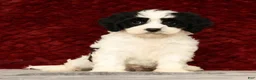Cavapoo dogs for sale: Kimberly - Ad 2