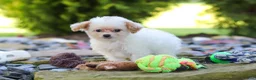 Cavapoo dogs for sale: Mila - Ad 3