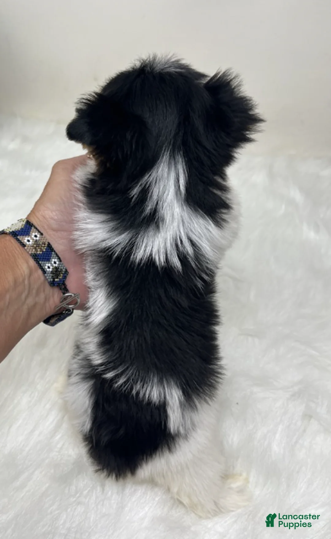 Yorkshire Terrier dogs for sale: Teacup Biewer Yorkshire Terrier 1 - Ad 2
