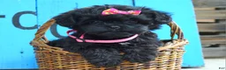 Shihpoo dogs for sale: Samantha  - Ad 3