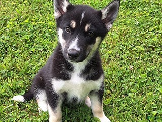 Lab Shepsky Gerberian Shepsky Puppies for sale | Lancaster Puppies
