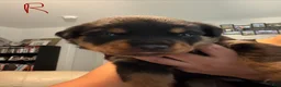 Rottweiler dogs for sale: Rottweiler 4 red collar - Ad 8
