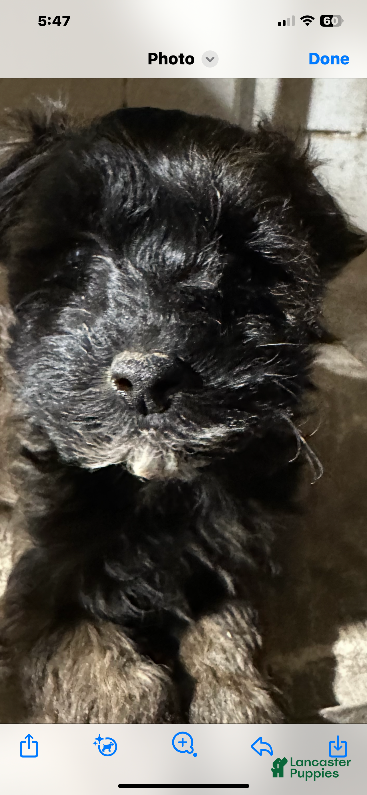 Maltipoo dogs Maltipoo Puppy 2 - Ad 20