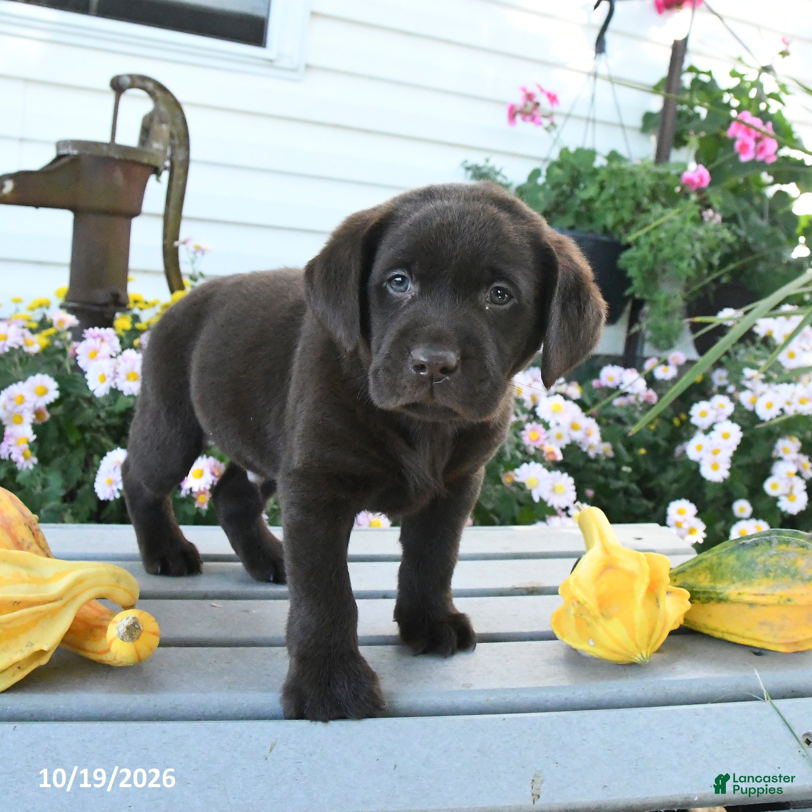 Labrador Retriever dogs Jace - Ad 2