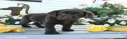 Labrador Retriever dogs for sale: Jace - Ad 2