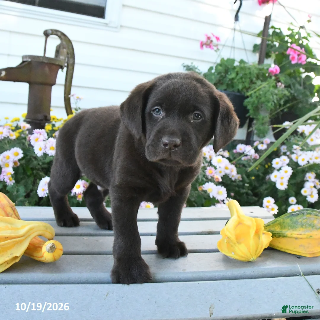 Labrador Retriever dogs for sale: Jace - Ad 2