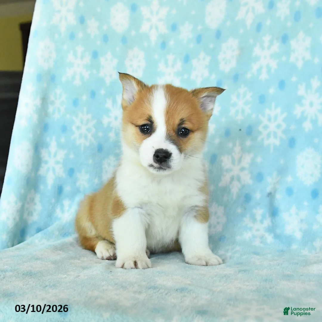 Welsh Corgi Pembroke dogs for sale: Chief - Ad 3