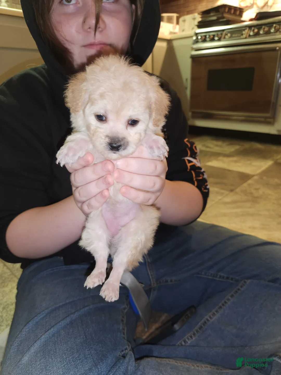 Havapoo dogs for sale: Havapoo Puppy 1 - Ad 7