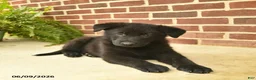 German Shepherd dogs for sale: Bobby - Ad 2