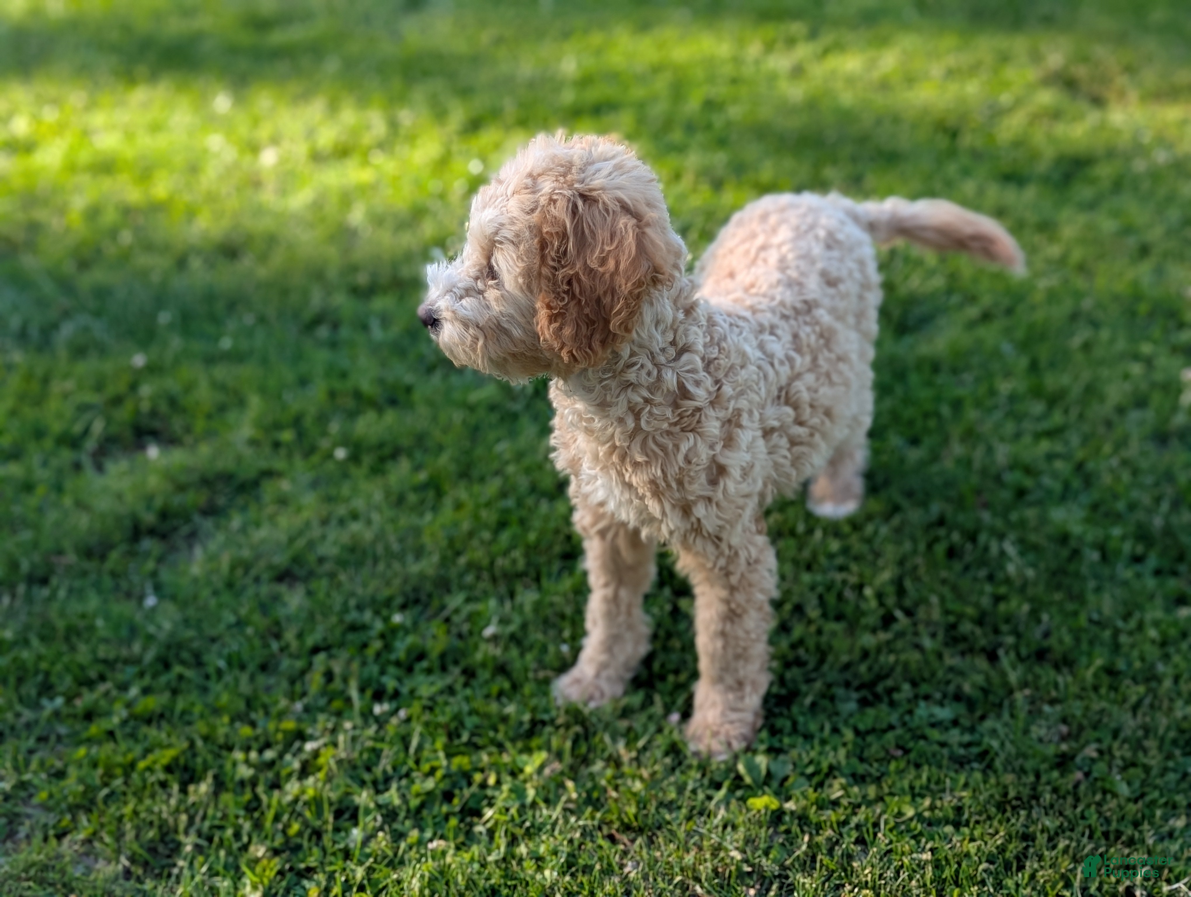 Mini Goldendoodle dogs for sale: Honey - Ad 3
