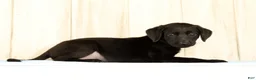Labrador Retriever dogs for sale: Brinly - Ad 4