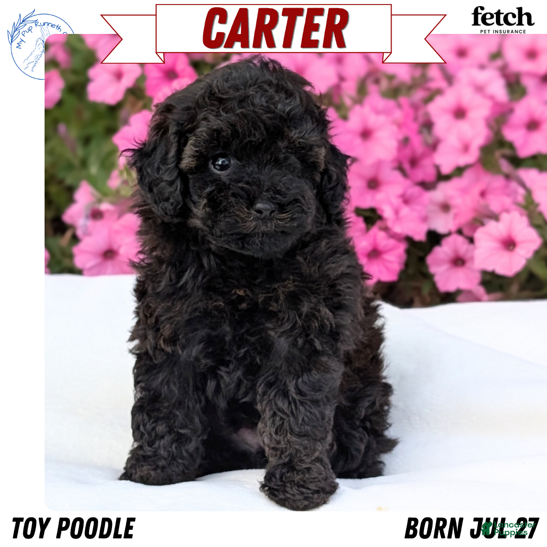 Toy Poodle dogs Carter - Ad 1