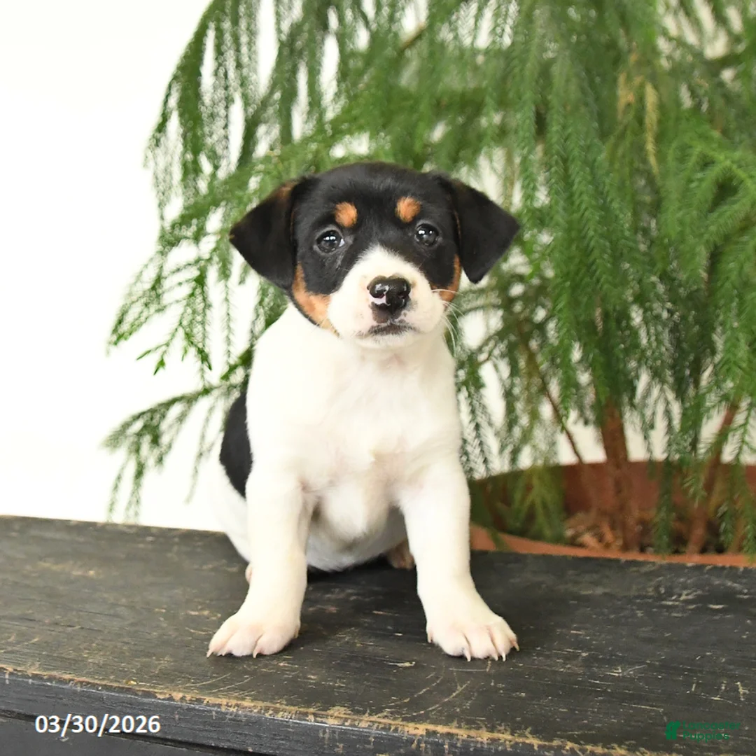 Jack Russell Terrier dogs for sale: Judy - Ad 5