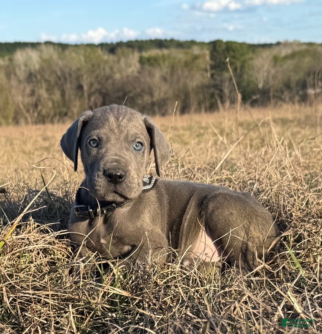 Great Dane dogs for sale: Big & Blue Dakota  - Ad 3