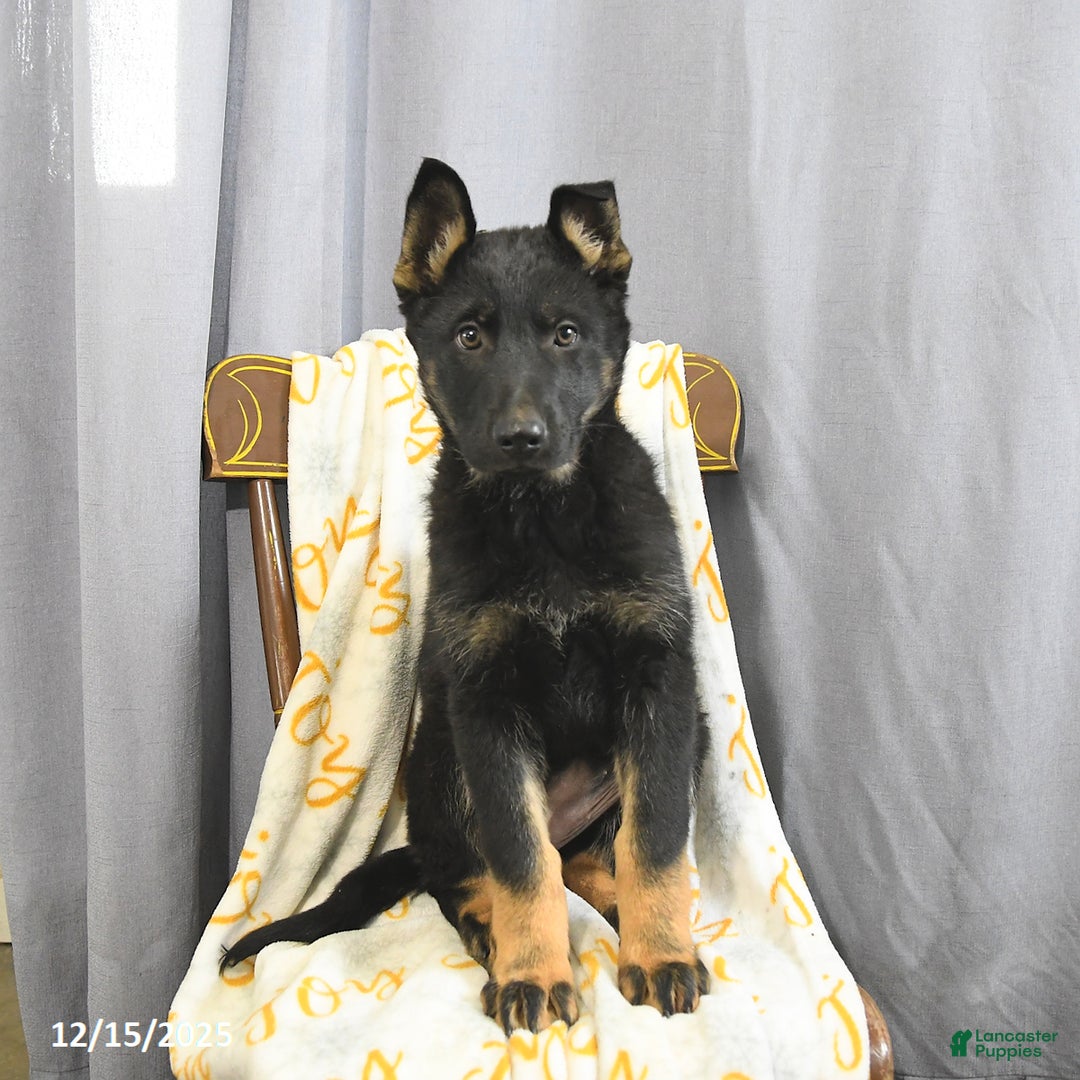 German Shepherd dogs for sale: Chloe - Ad 3