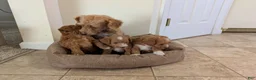 Cavapoo dogs for sale: Caramel - Ad 11