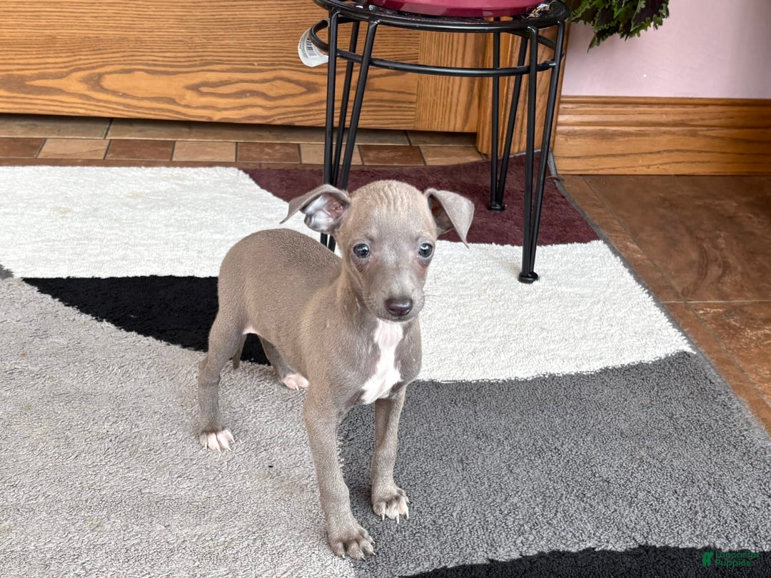 Italian Greyhound dogs for sale: Larry - Ad 18