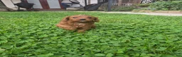 Cavapoo dogs for sale: Littlefoot - Ad 3