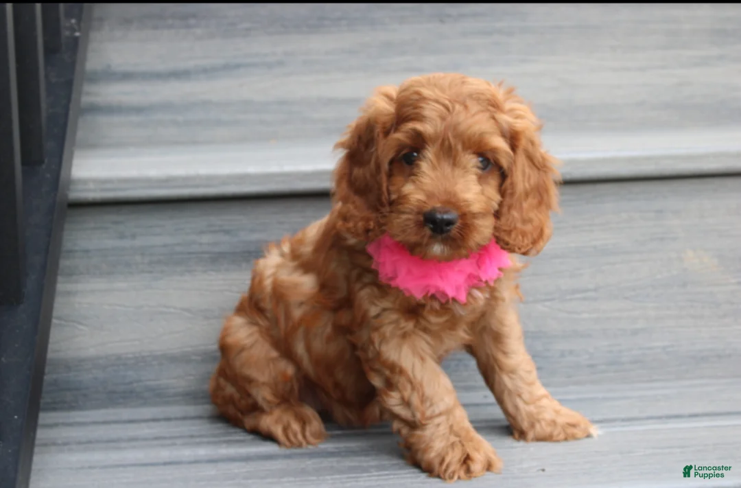 Cockapoo dogs for sale: Lacie - Ad 2