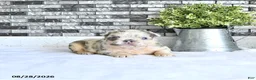 French Bulldog dogs for sale: Della - Ad 4