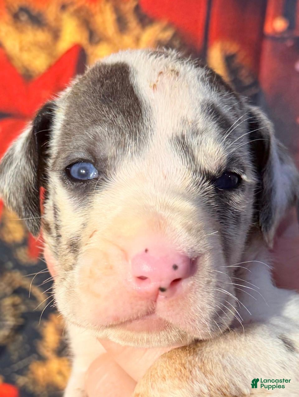Great Dane dogs Wendy - Blue Harlequin - Ad 30