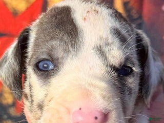 Great Dane dogs Wendy - Blue Harlequin - Ad 19