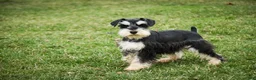 Miniature Schnauzer dogs for sale: Felix - Ad 6