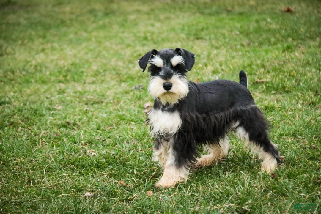 Miniature Schnauzer dogs for sale: Felix - Ad 6