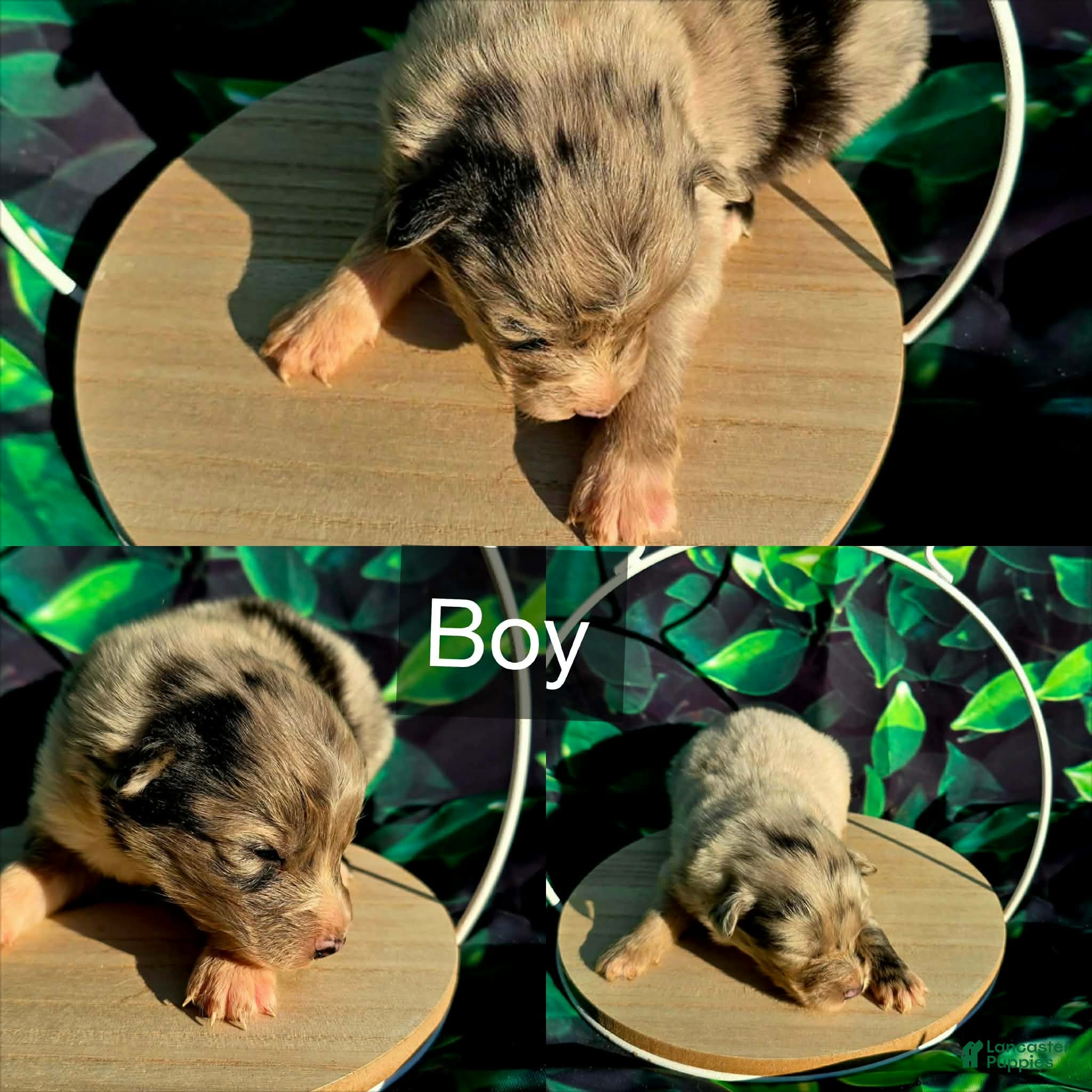 Australian Shepherd dogs Australian Shepherd Puppy 3 - Ad 20