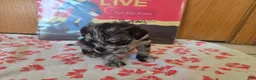 Miniature Schnauzer dogs for sale: Panda - Ad 2