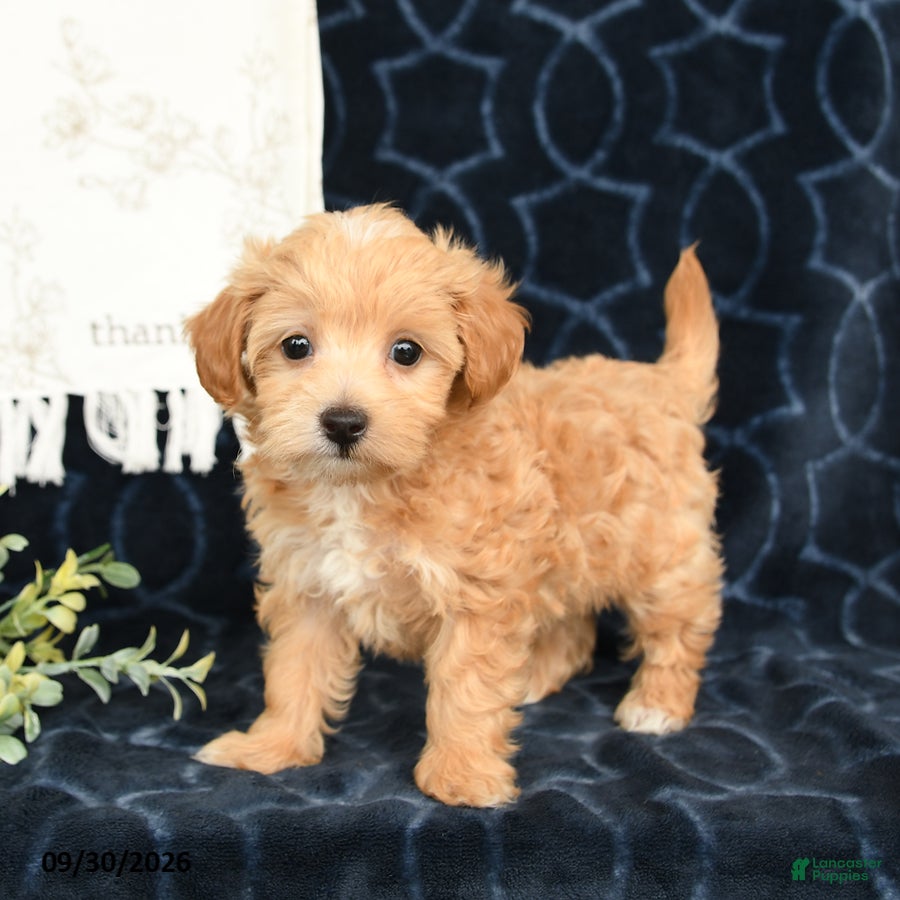 Maltipoo dogs Autumn - Ad 1