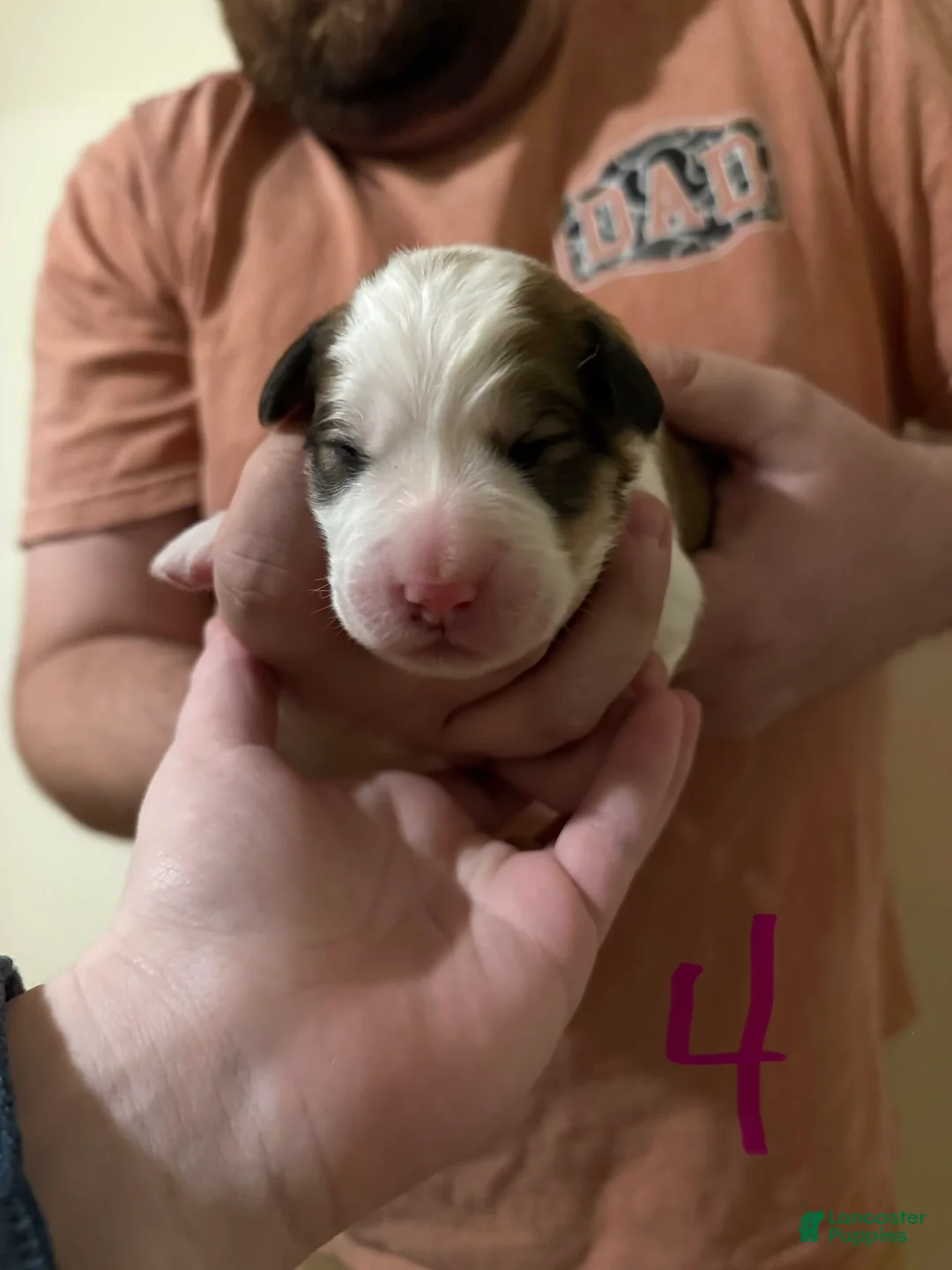 Mixed Breed dogs for sale: Great Bernese Female 4 - Ad 3