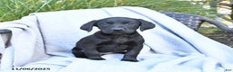 Labrador Retriever dogs for sale: Malaska  - Ad 3