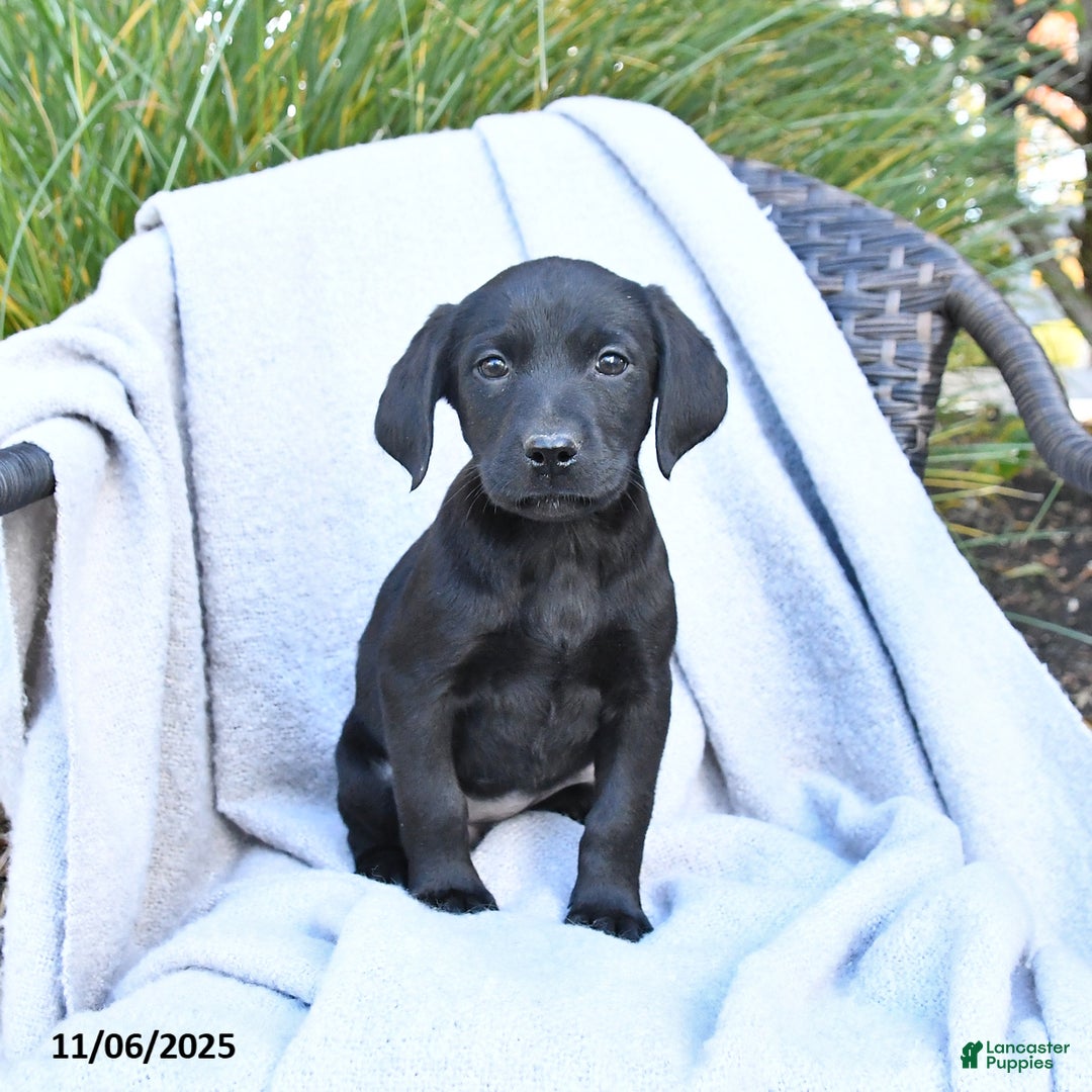 Labrador Retriever dogs for sale: Malaska  - Ad 3