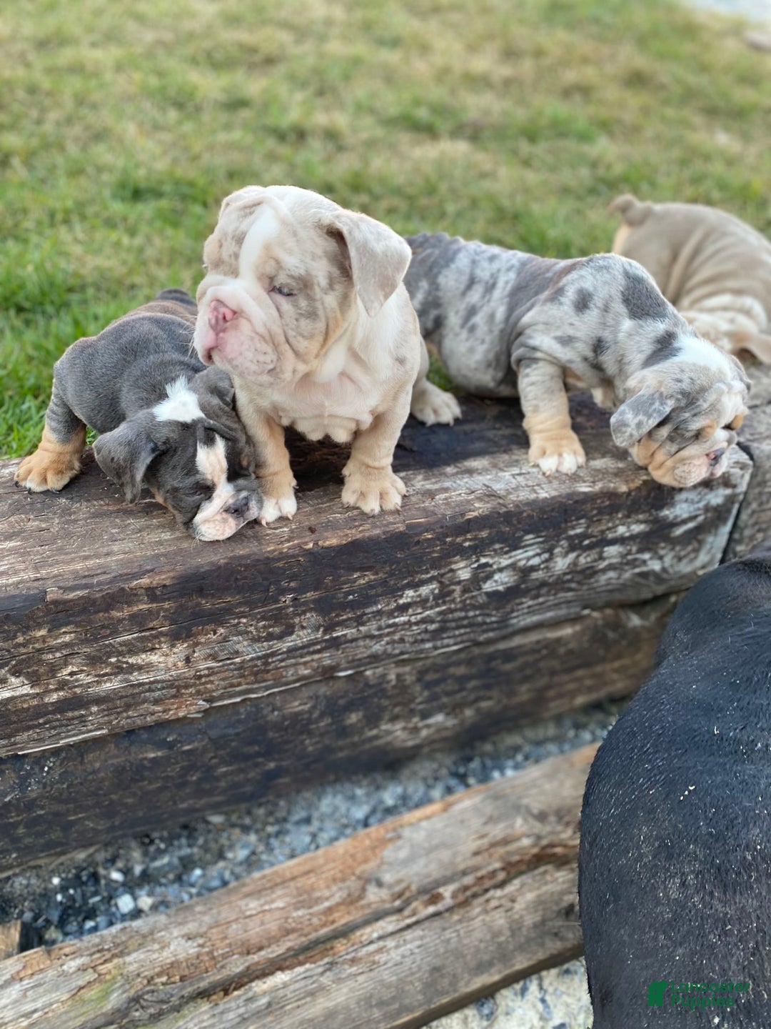 Gallery Image {{count}}