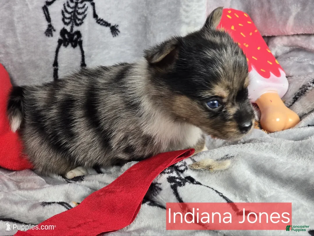 Mixed Breed dogs for sale: Indianna Jones M (Merle) - Ad 2