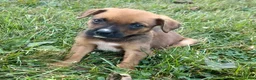Mixed Breed dogs for sale: Stryker - Ad 5