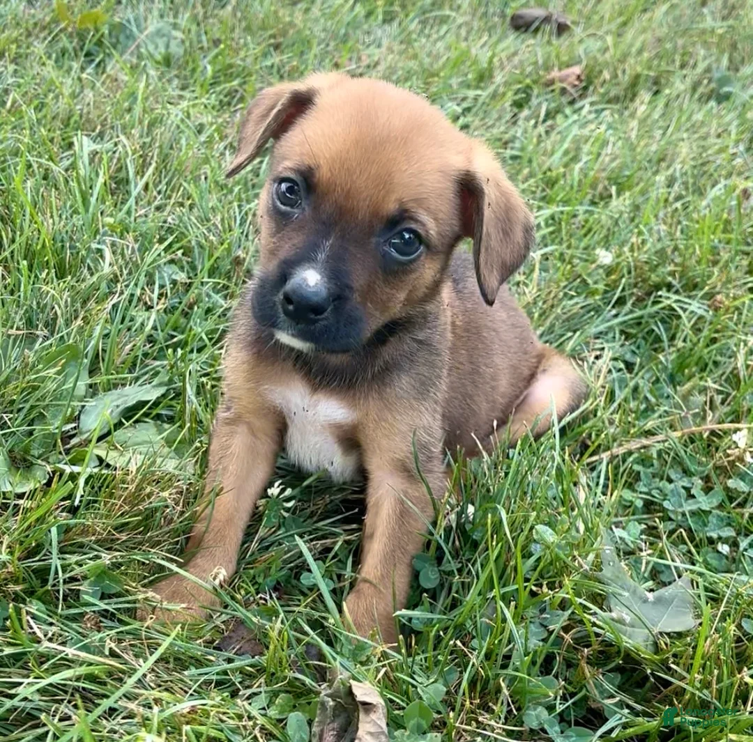 Mixed Breed dogs for sale: Stryker - Ad 1