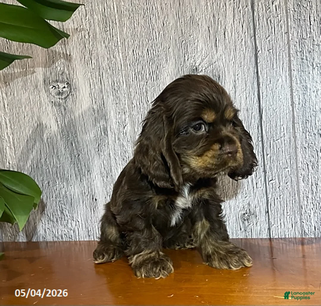 Cocker Spaniel dogs for sale: Ashley - Ad 2