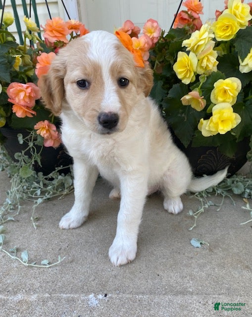 Mini Goldendoodle dogs Sasha - Ad 1