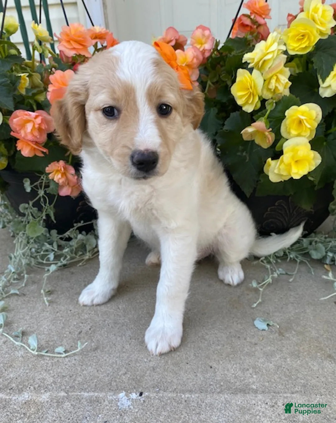 Mini Goldendoodle dogs for sale: Sasha - Ad 1